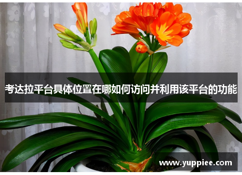 考达拉平台具体位置在哪如何访问并利用该平台的功能